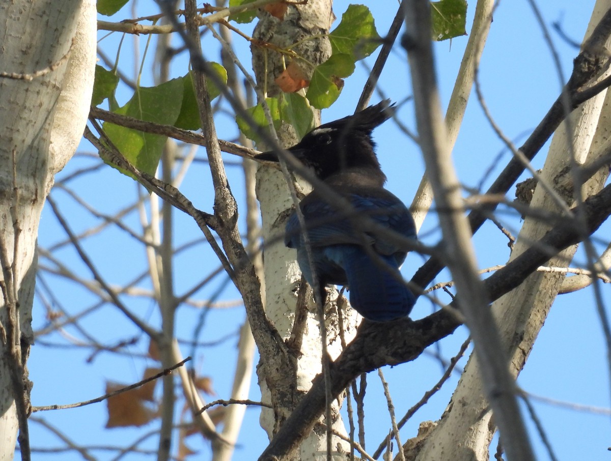 Steller's Jay (Southwest Interior) - ML646795233