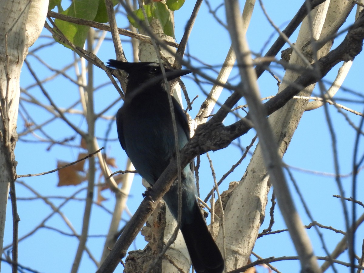 Steller's Jay (Southwest Interior) - ML646795234