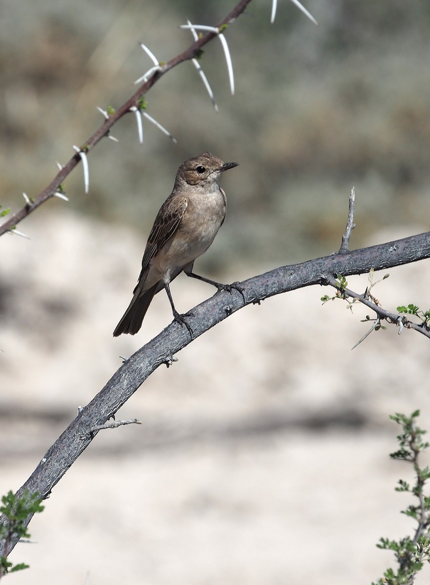 Chat Flycatcher - ML646795235