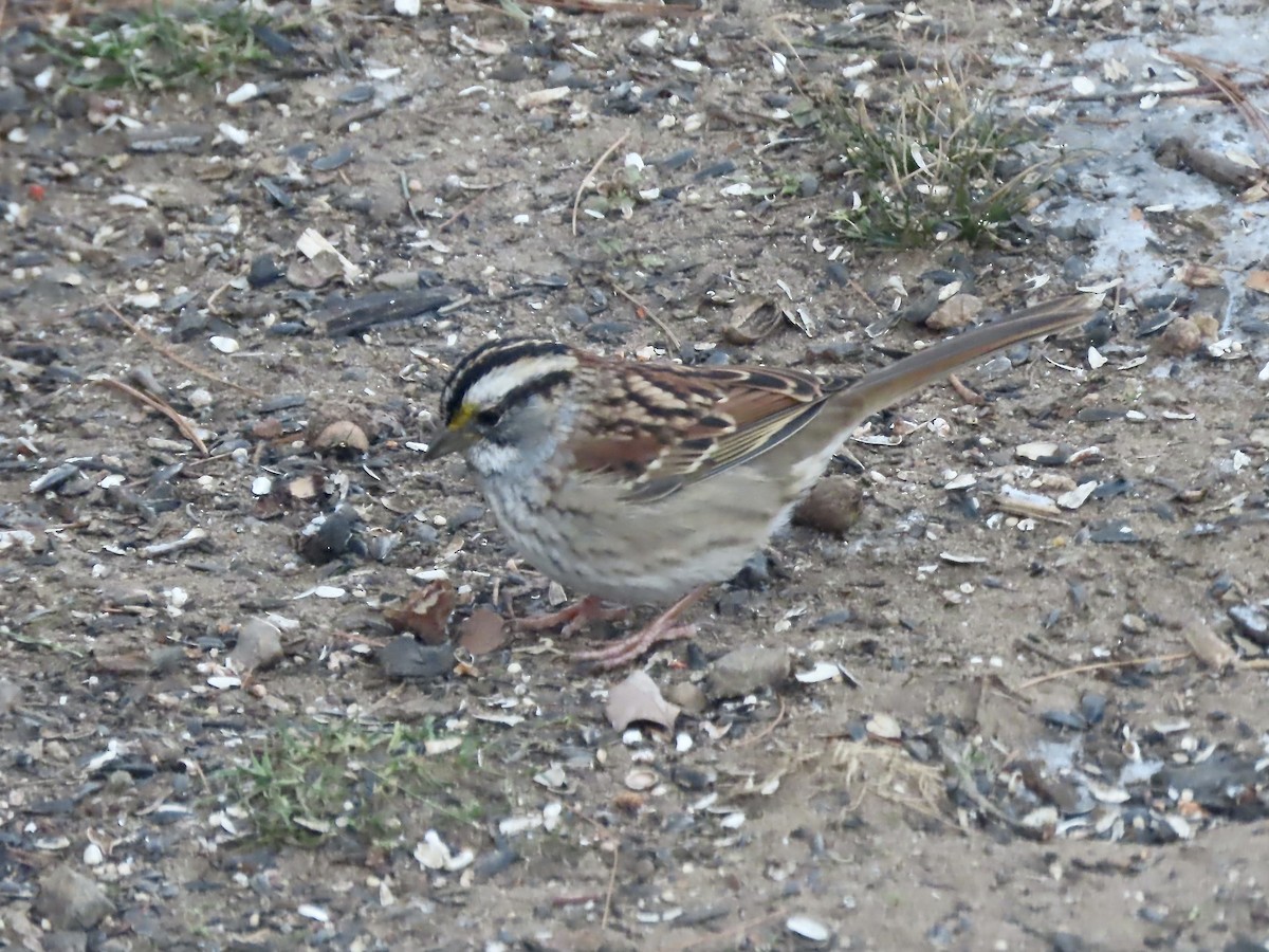 White-throated Sparrow - ML646795236