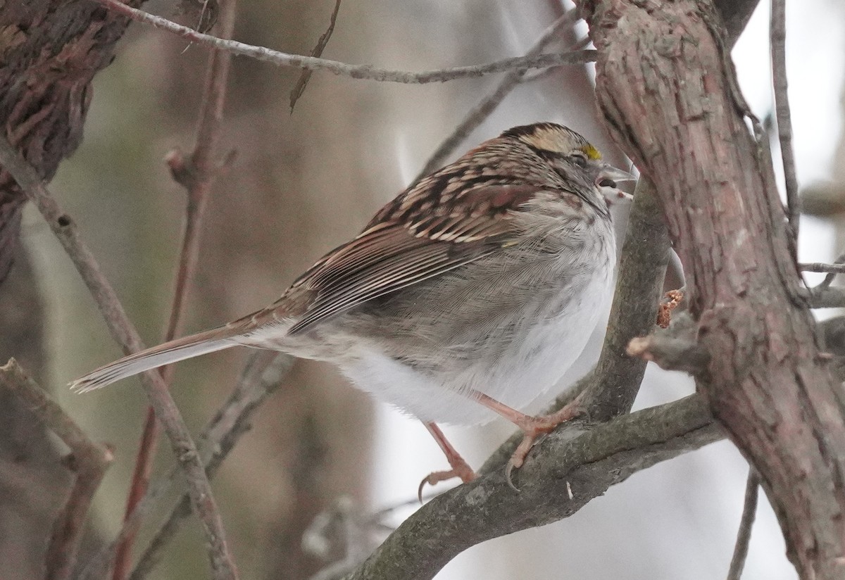 White-throated Sparrow - ML646795242