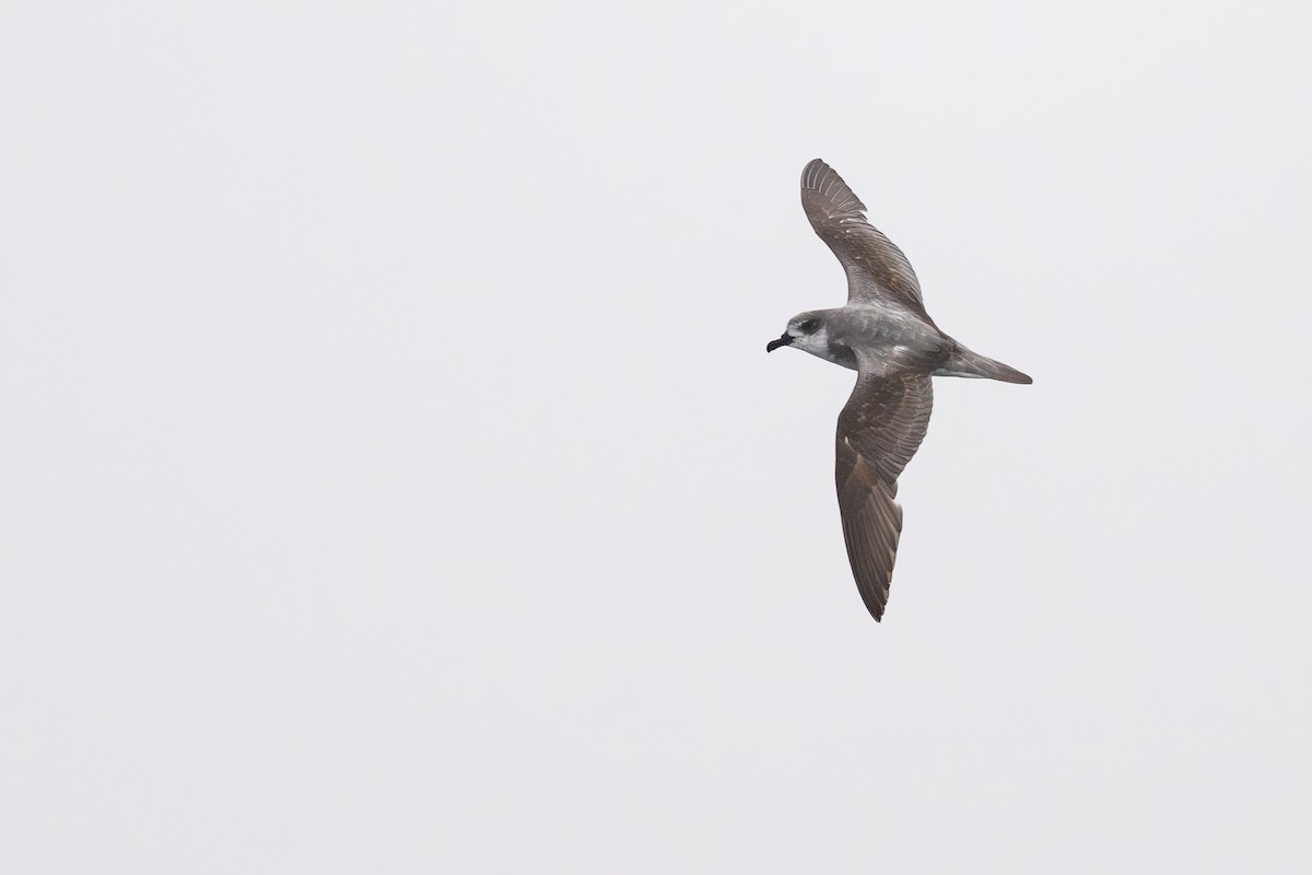 Masatierra Petrel - ML646795246