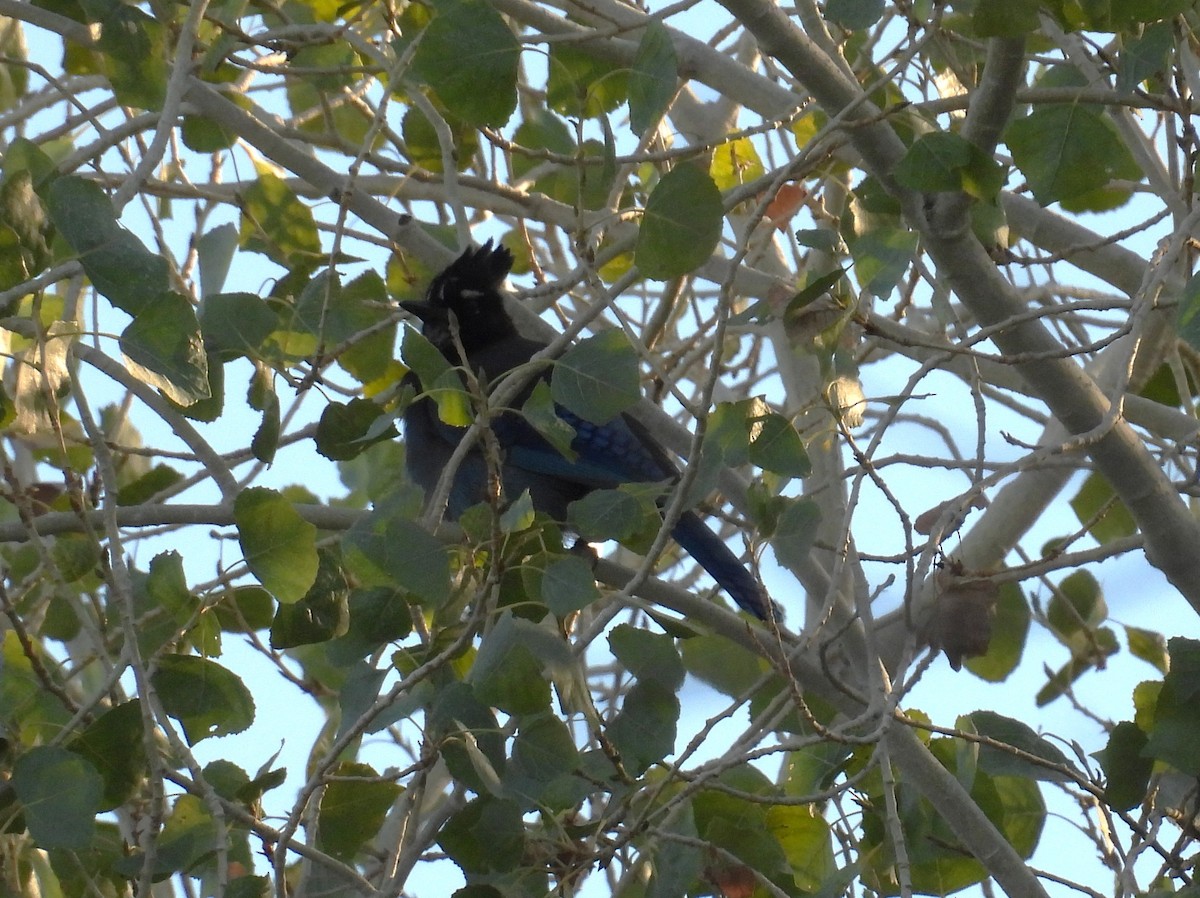 Steller's Jay (Southwest Interior) - ML646795247