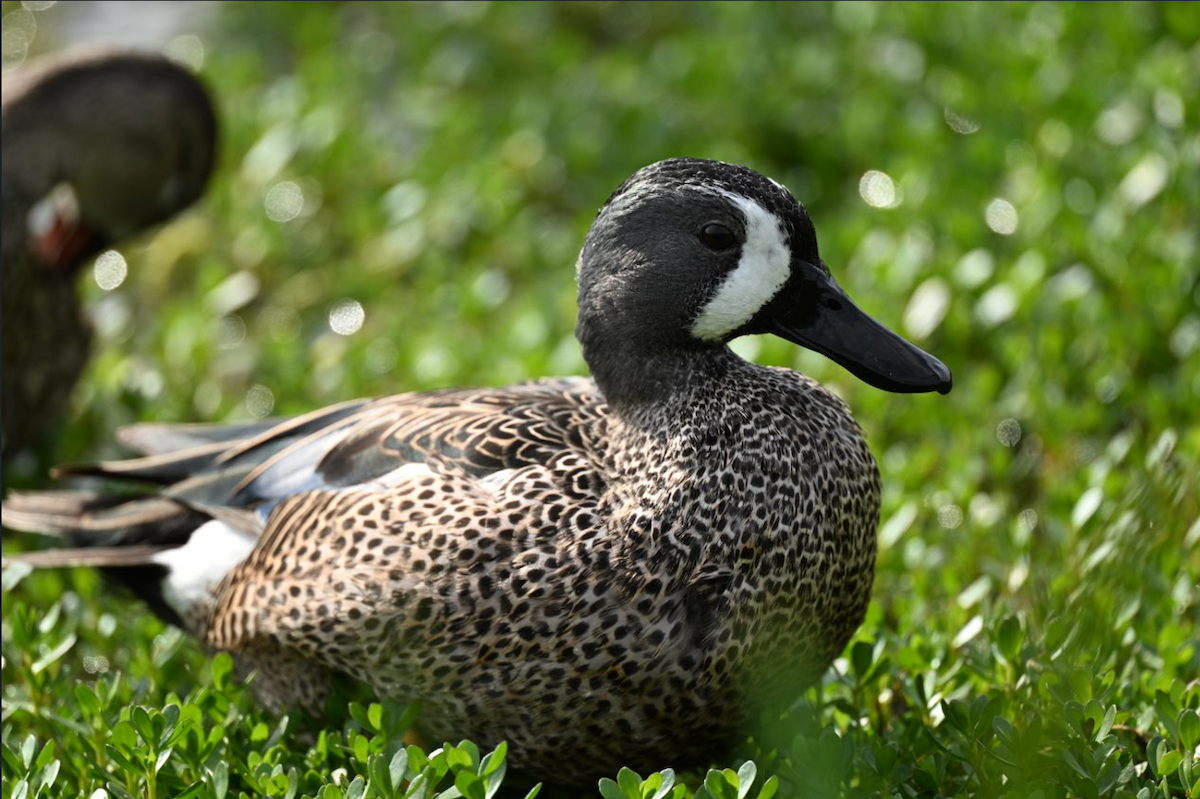 Blue-winged Teal - ML646795248