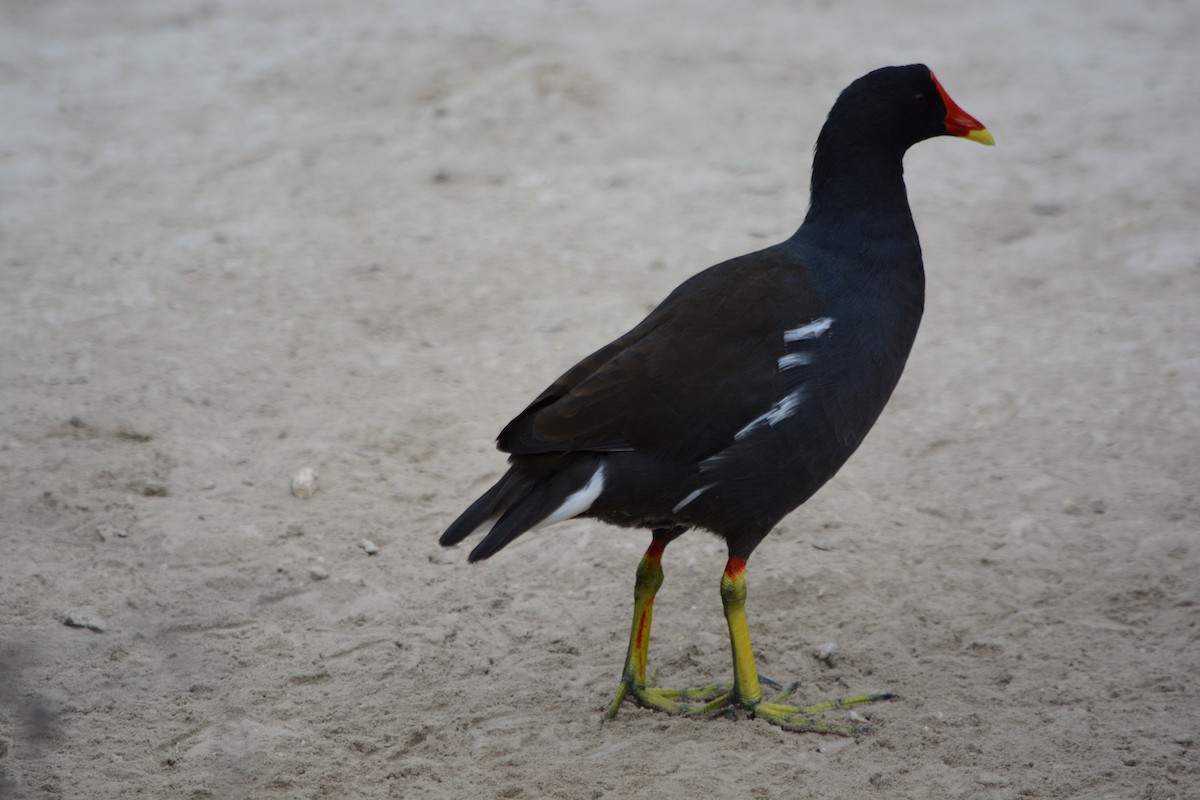 Eurasian Moorhen - ML646795249