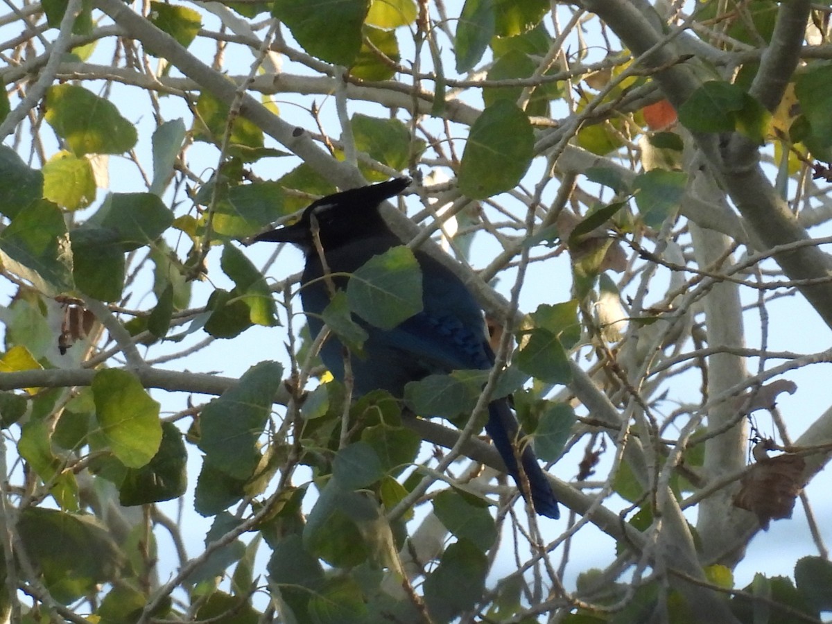 Стеллерова сойка [группа diademata] - ML646795250