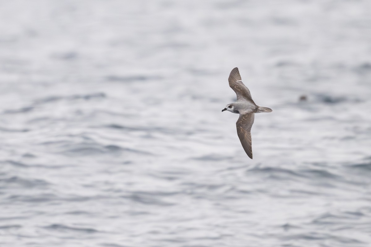 Masatierra Petrel - ML646795251