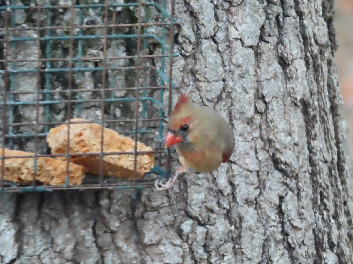 Northern Cardinal - ML646795252