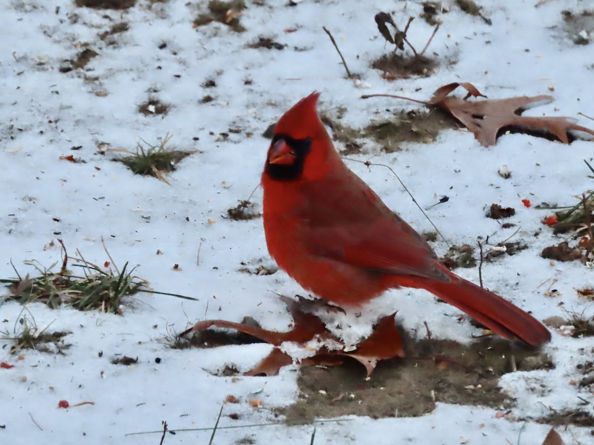 Northern Cardinal - ML646795253
