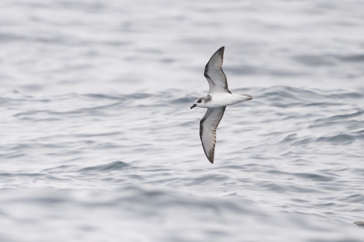 Masatierra Petrel - ML646795254