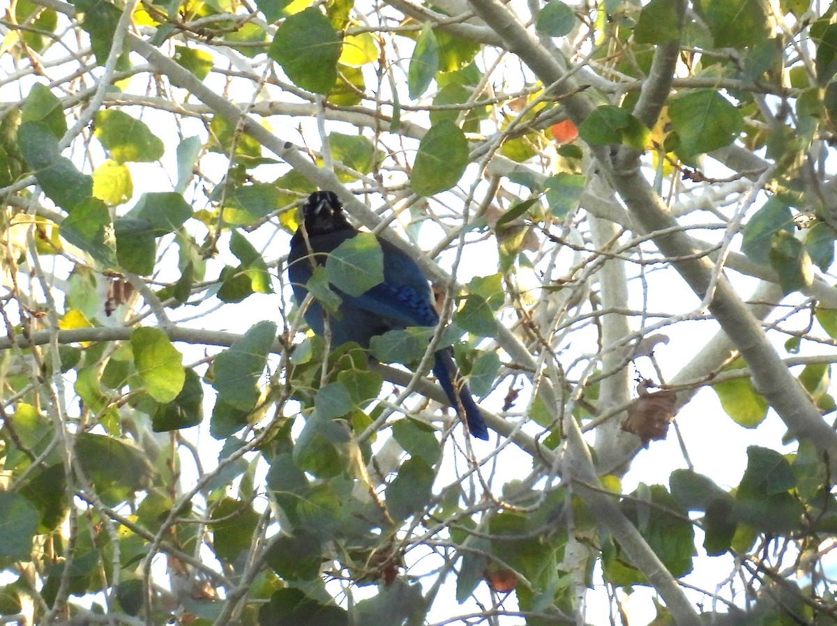 Стеллерова сойка [группа diademata] - ML646795255