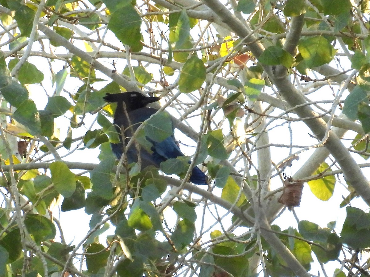 Стеллерова сойка [группа diademata] - ML646795257