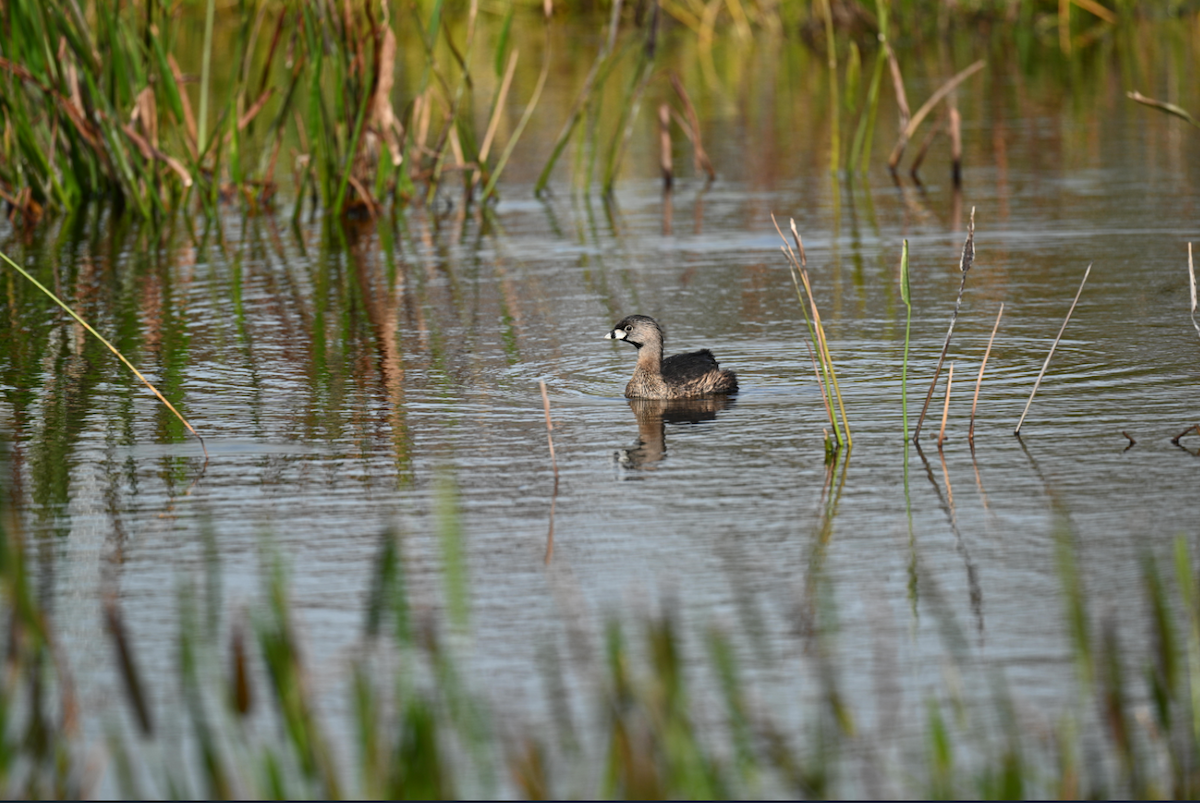 Pied-billed Grebe - ML646795259