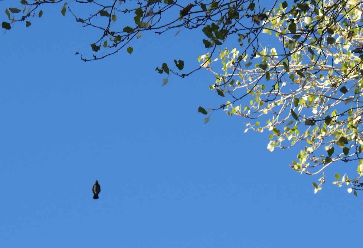 Стеллерова сойка [группа diademata] - ML646795260