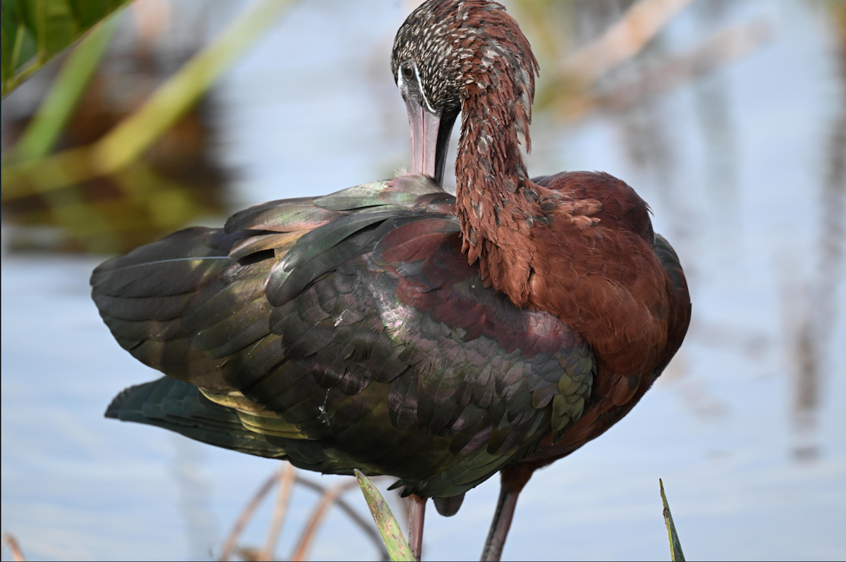 Glossy Ibis - ML646795266