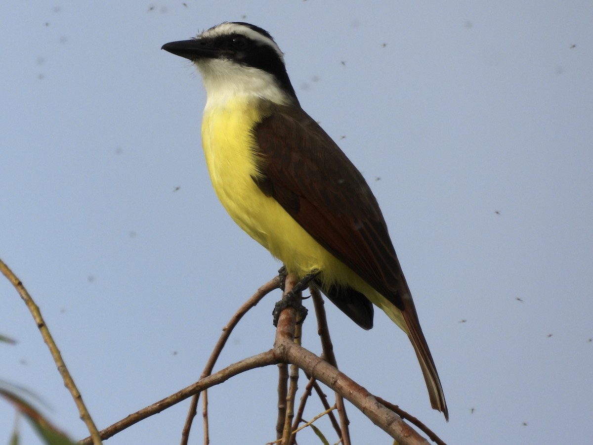 キバラオオタイランチョウ - ML646795267