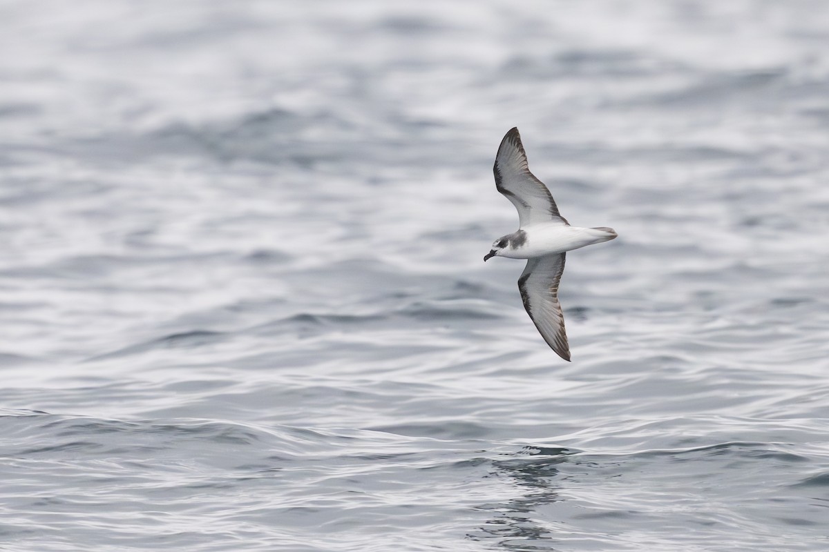 Masatierra Petrel - ML646795268