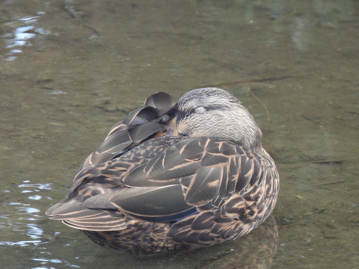 Mottled Duck - ML646795269