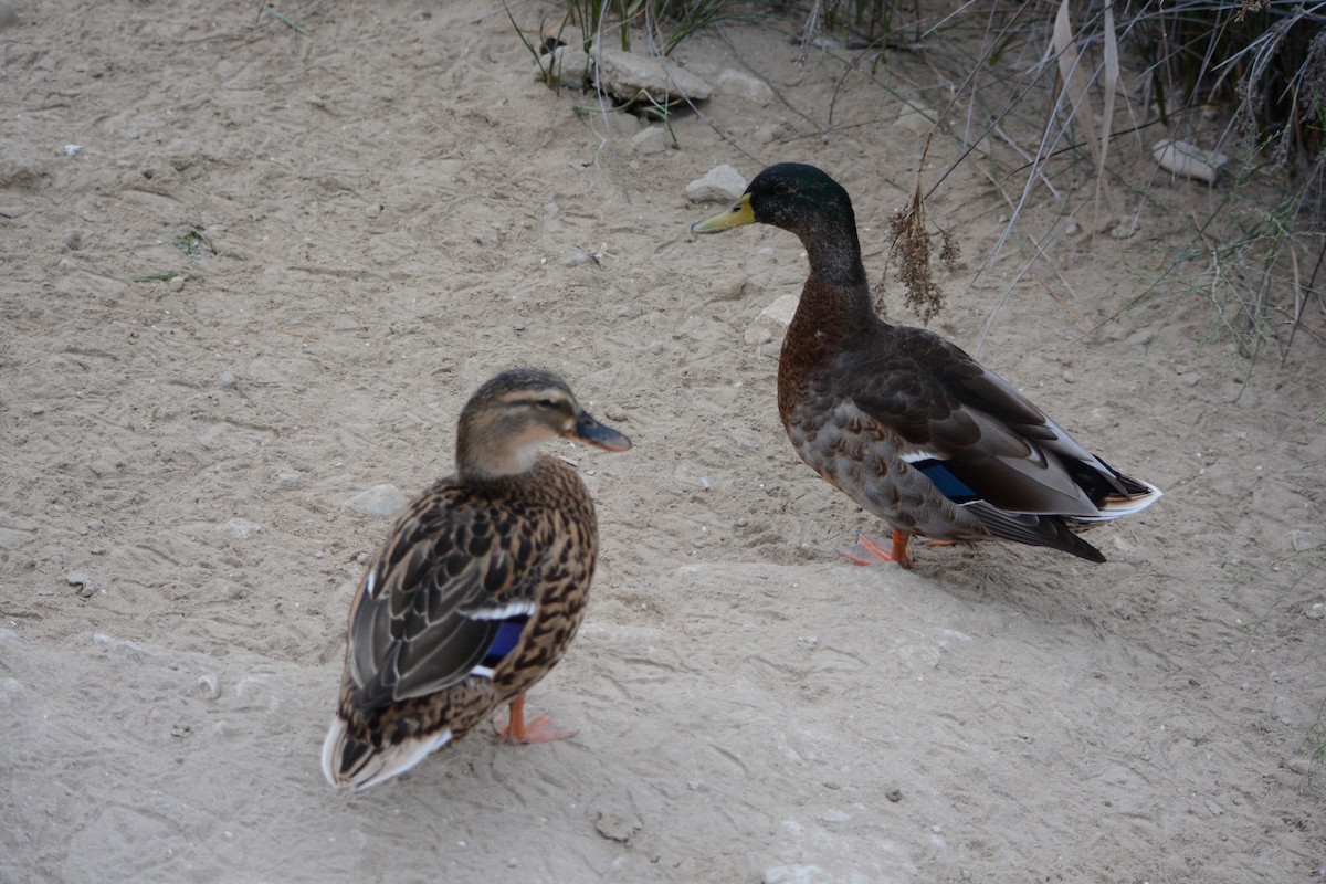 Mallard - ML646795270