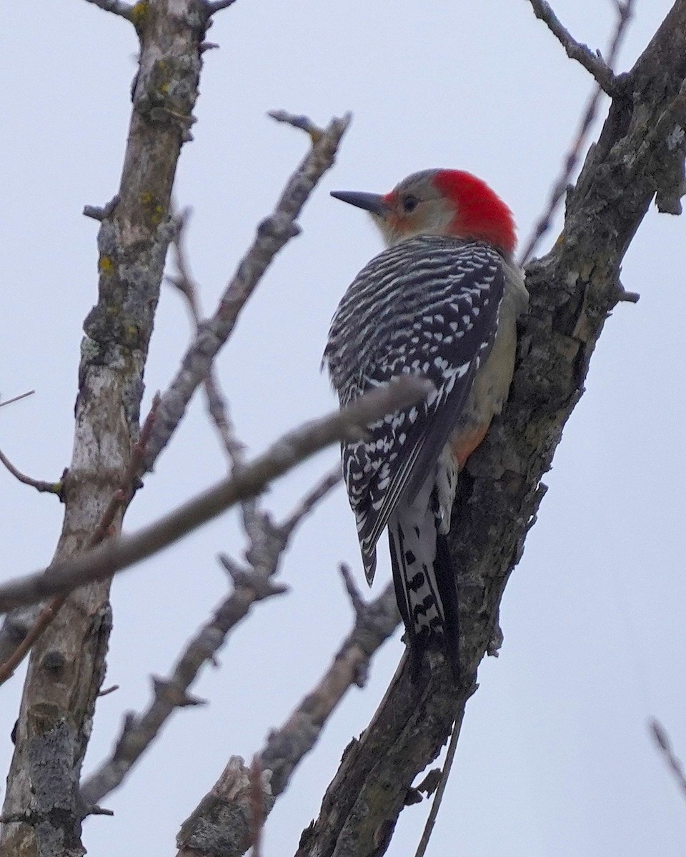 Red-bellied Woodpecker - ML646795273