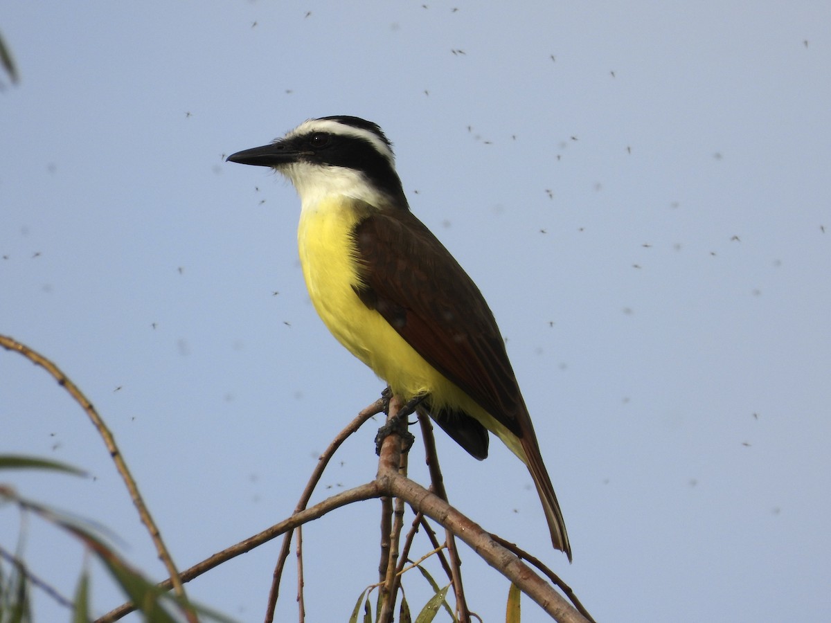 キバラオオタイランチョウ - ML646795274