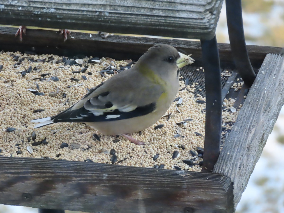 Evening Grosbeak - ML646795278