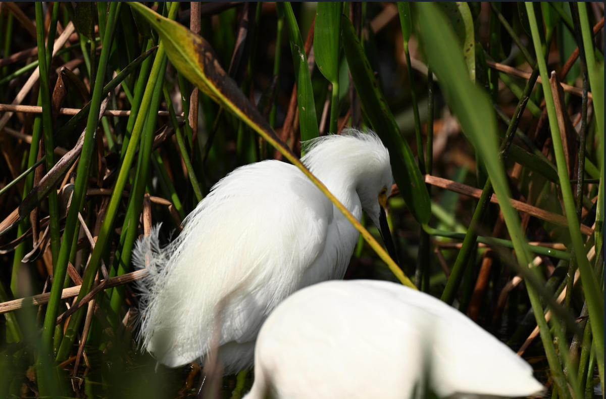 Snowy Egret - ML646795282