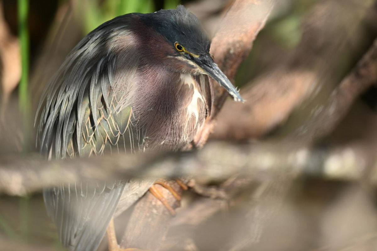 Green Heron - ML646795284