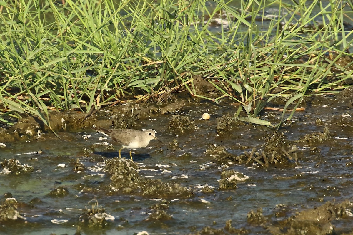 Temminck's Stint - ML646795287