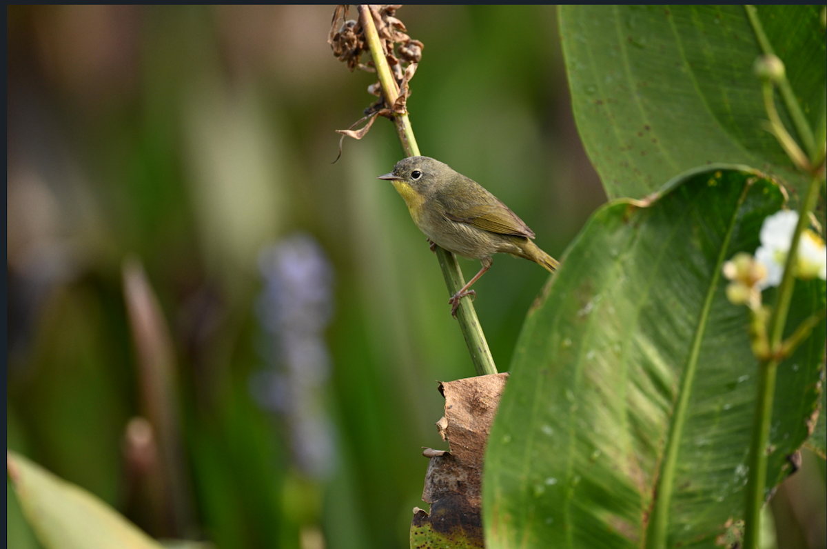 Common Yellowthroat - ML646795288