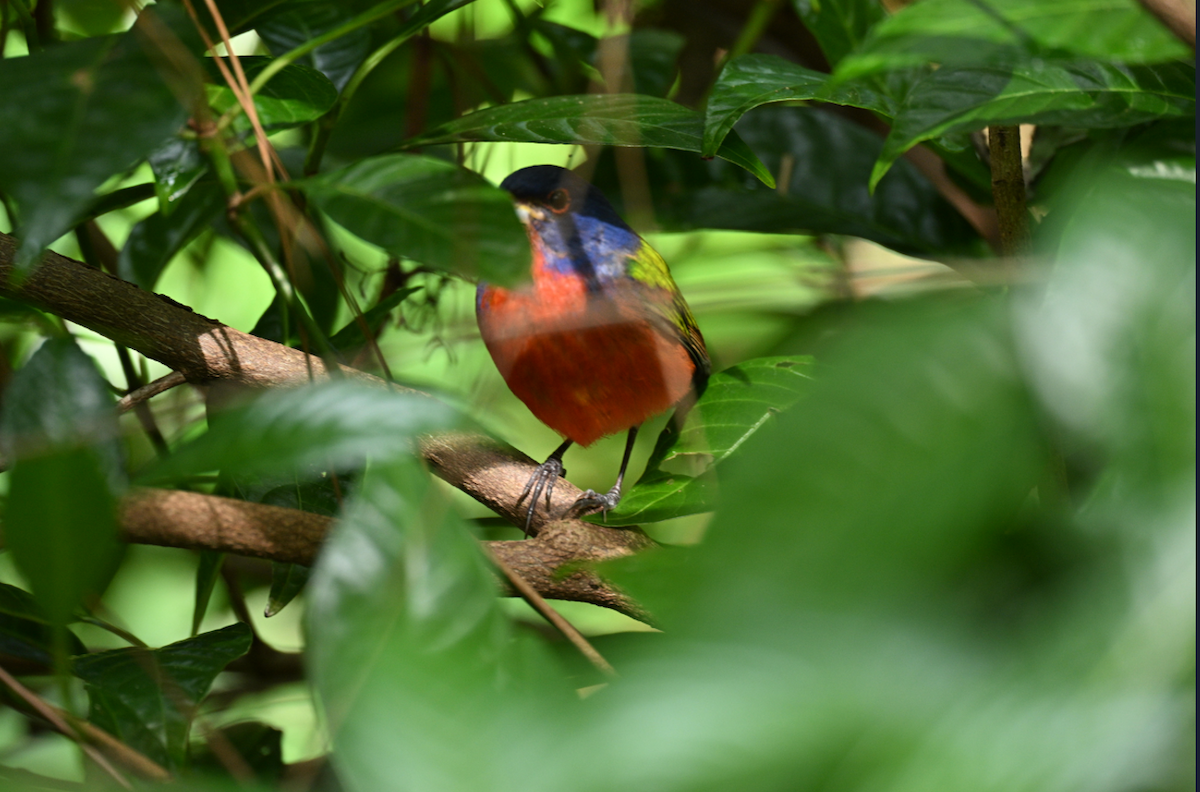 Painted Bunting - ML646795290
