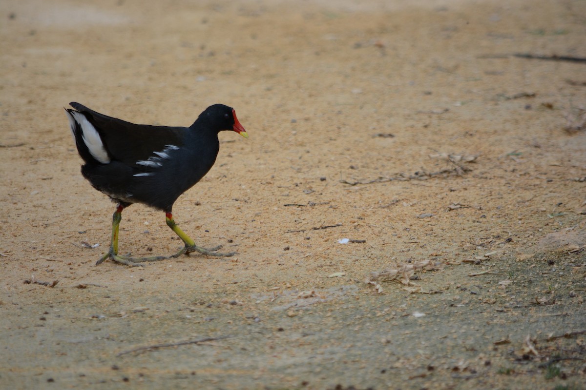Eurasian Moorhen - ML646795292