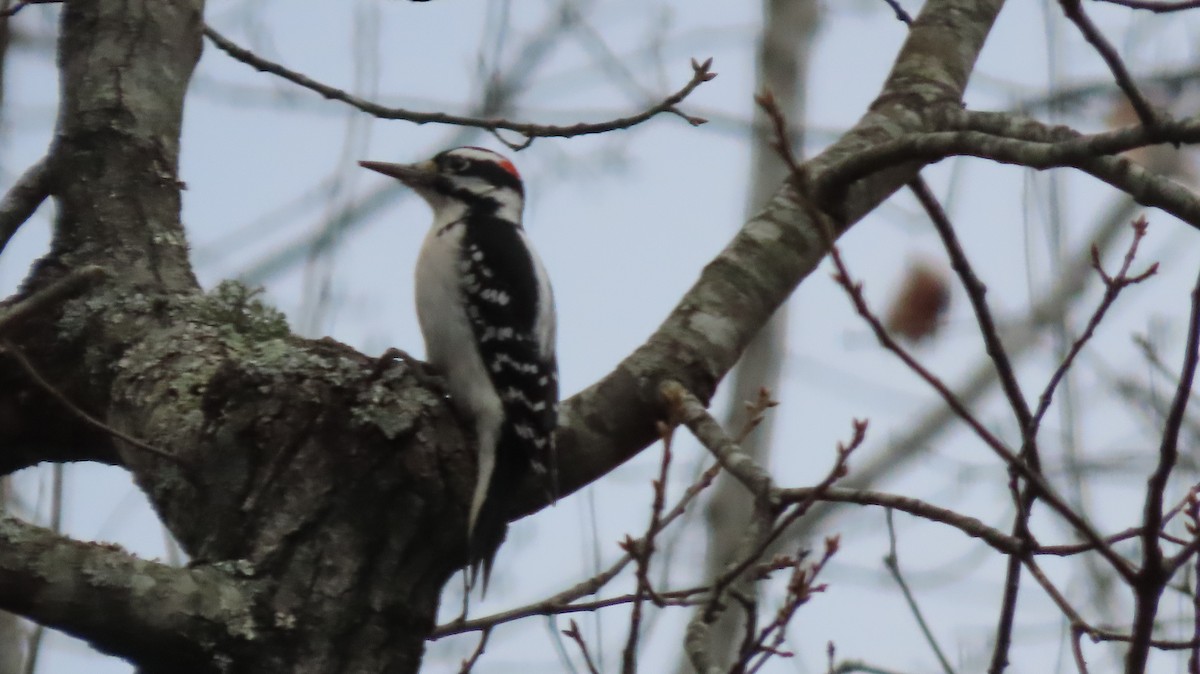 Hairy Woodpecker - ML646795294