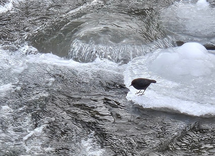 gråfossekall - ML646795295