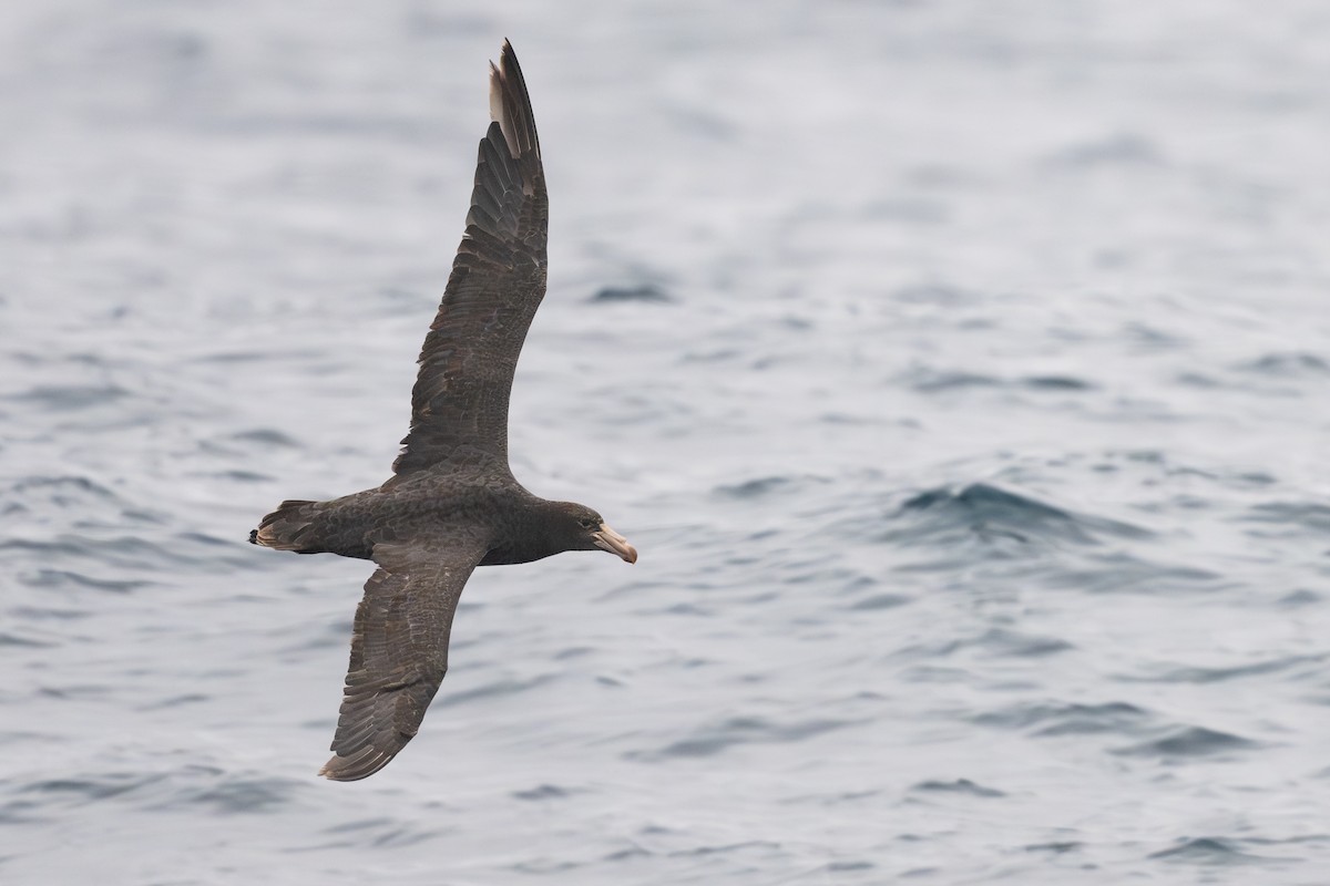 Northern Giant-Petrel - ML646795296