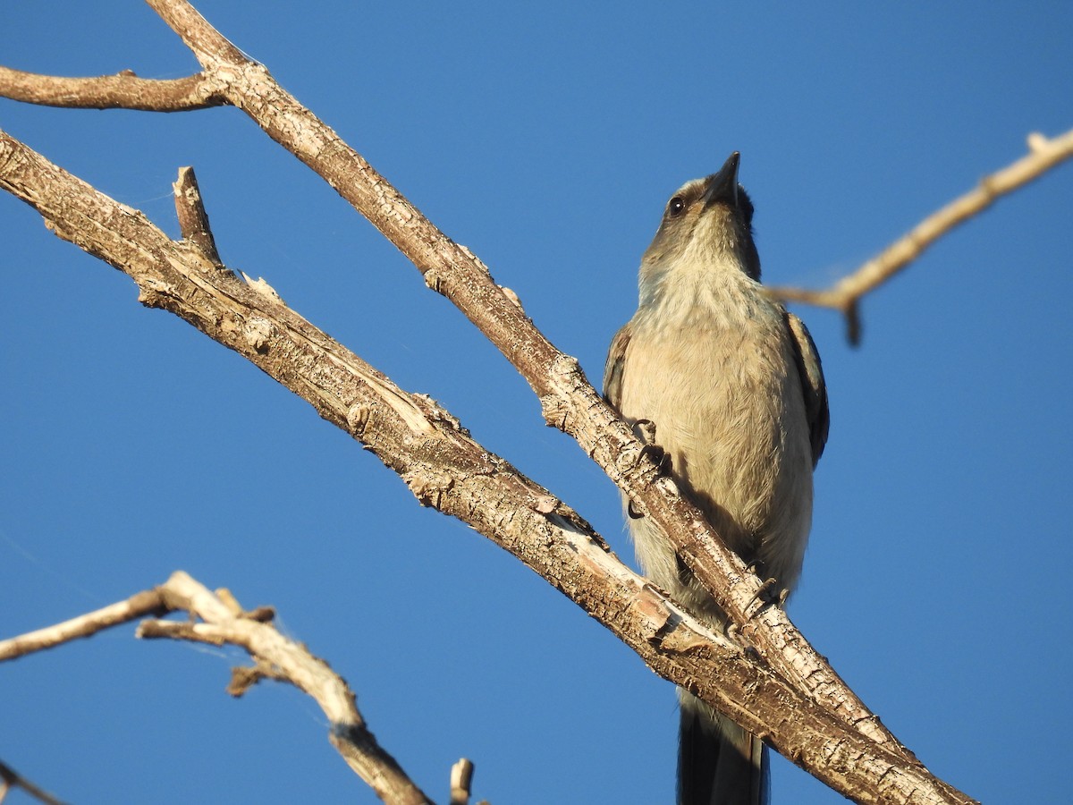 Woodhouse's Scrub-Jay - ML646795297