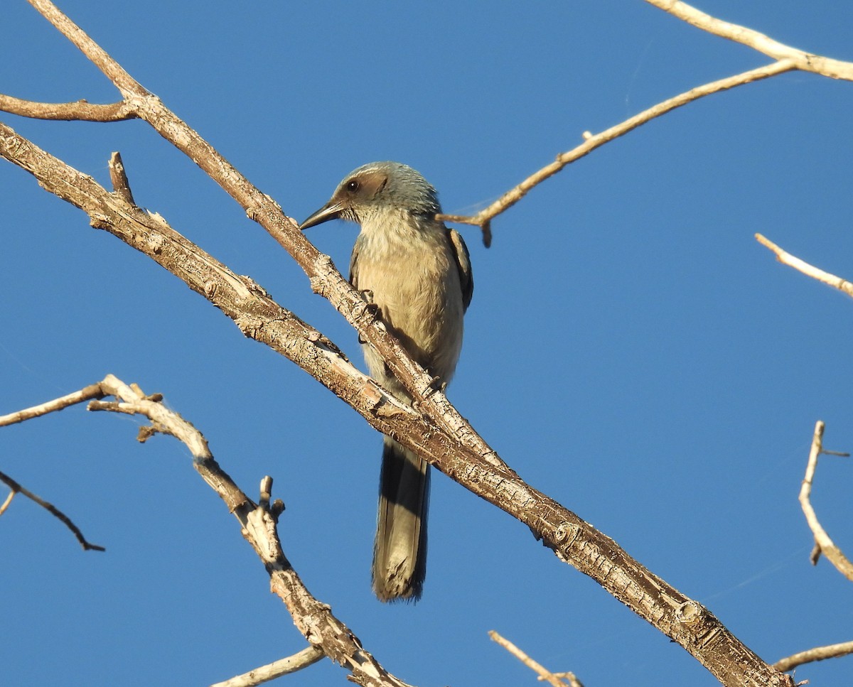Woodhouse's Scrub-Jay - ML646795298