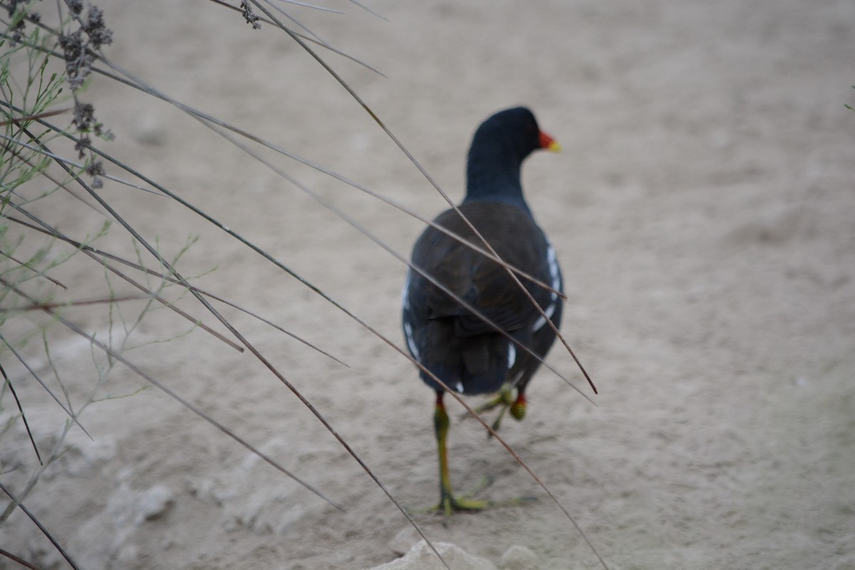 Eurasian Moorhen - ML646795299