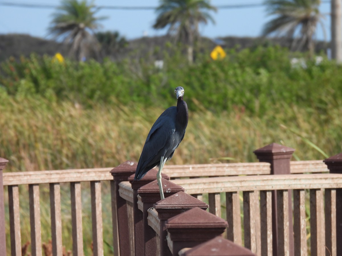 Little Blue Heron - ML646795300