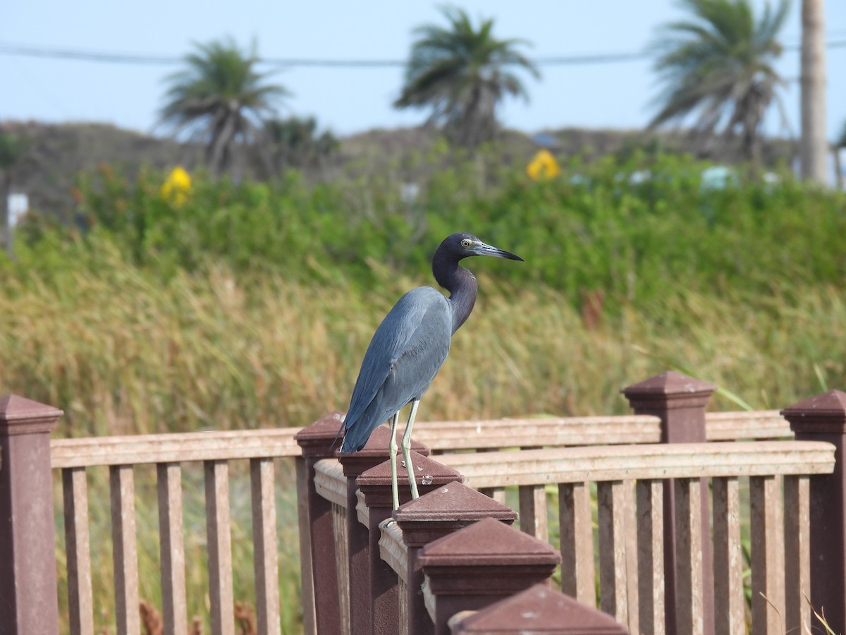 Little Blue Heron - ML646795301