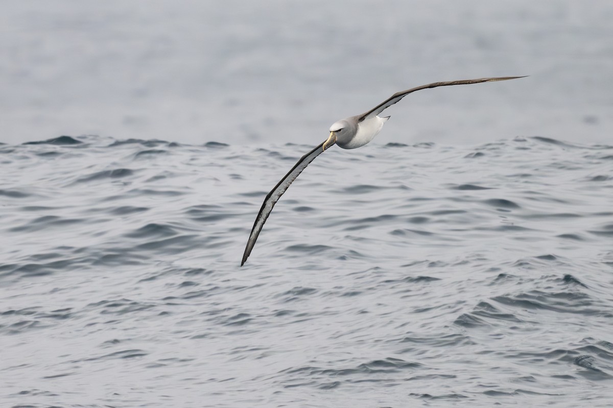 Salvin's Albatross - ML646795302