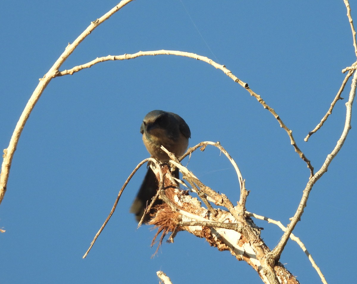 Woodhouse's Scrub-Jay - ML646795303