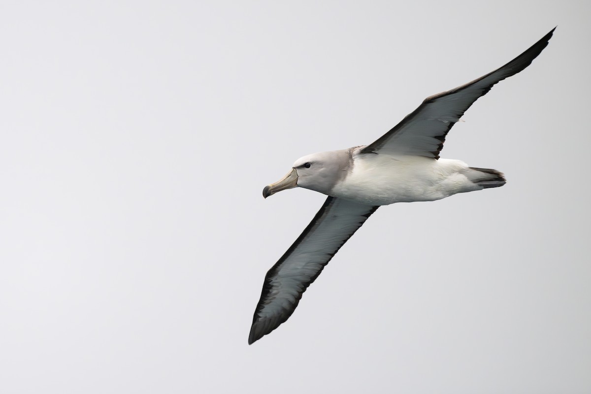 Salvin's Albatross - ML646795304
