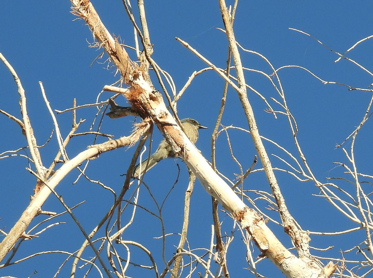 Woodhouse's Scrub-Jay - ML646795306