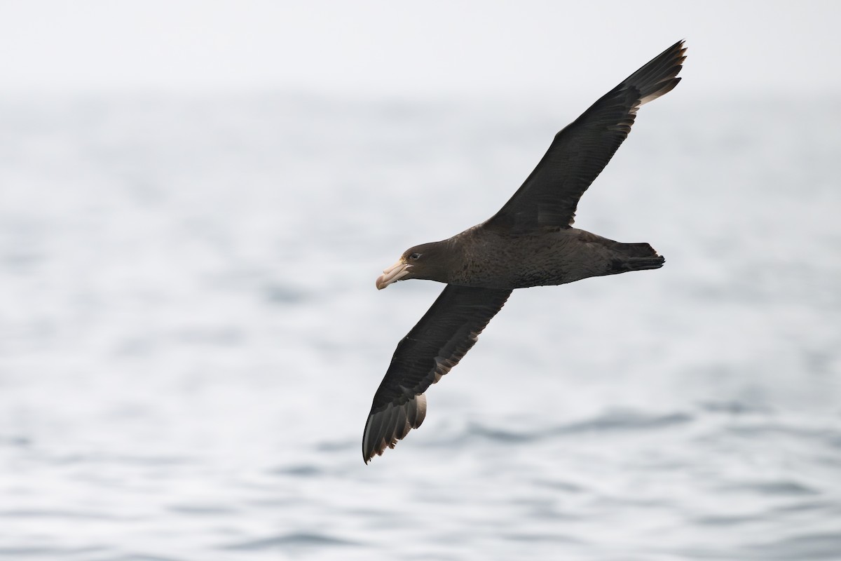 Northern Giant-Petrel - ML646795307