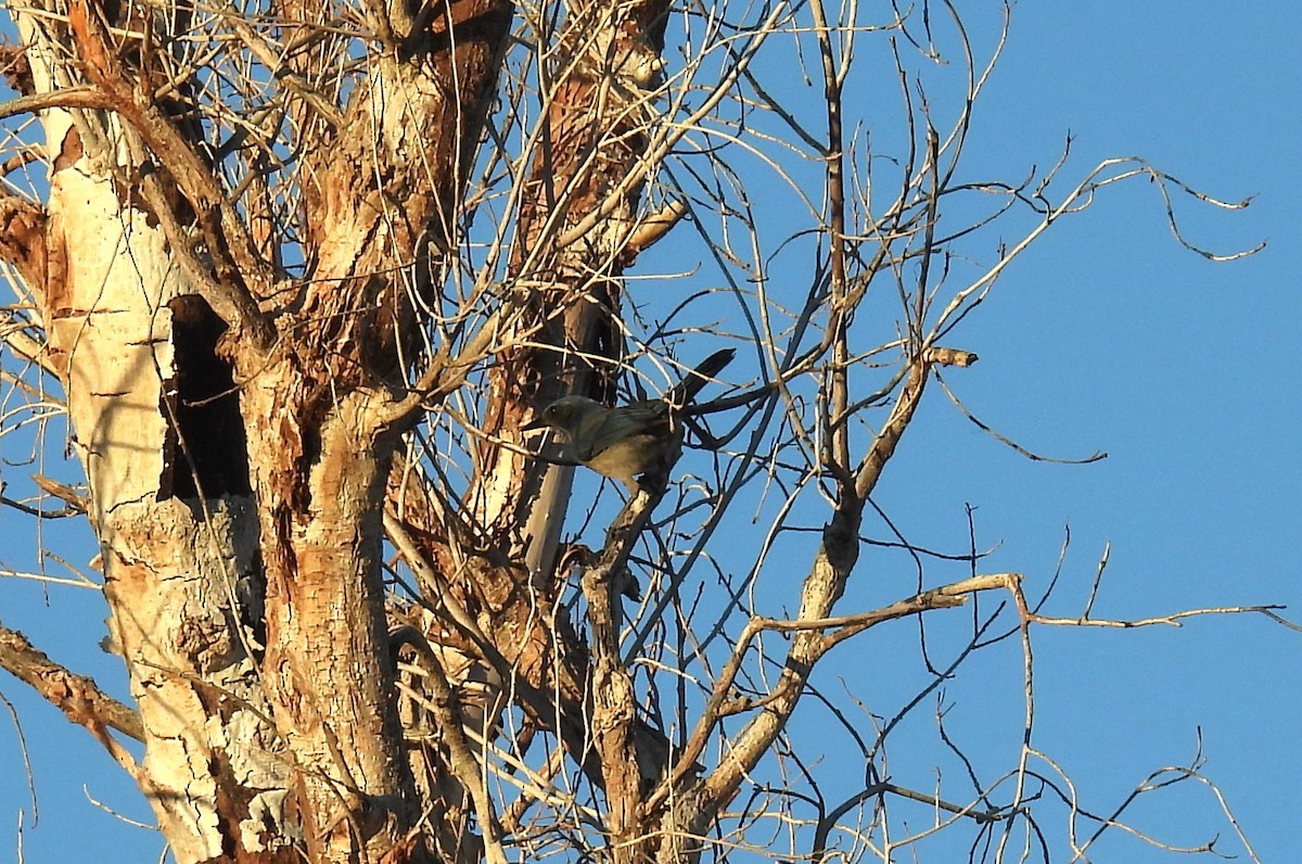 Woodhouse's Scrub-Jay - ML646795308