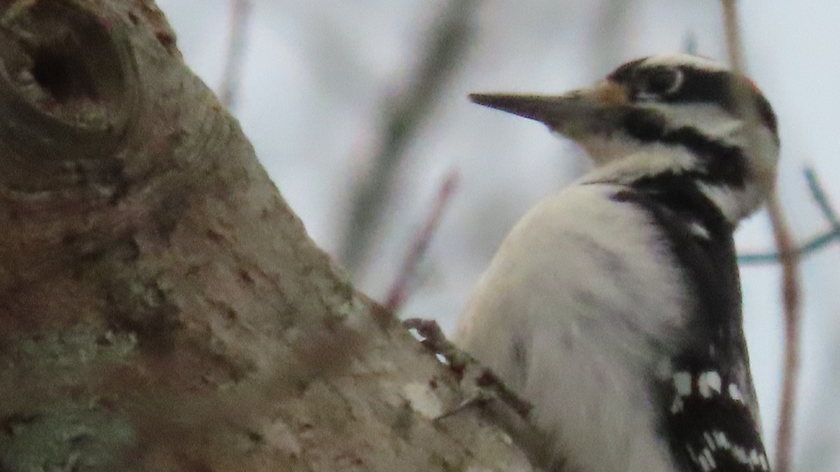Hairy Woodpecker - ML646795309