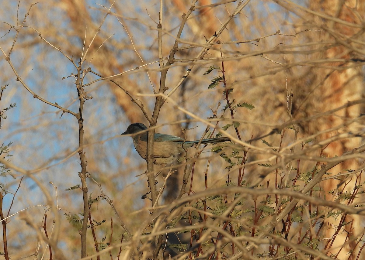 Woodhouse's Scrub-Jay - ML646795312