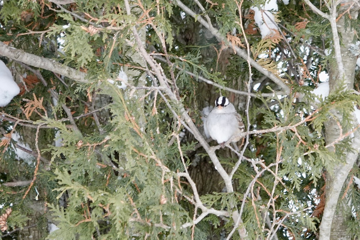 White-crowned Sparrow - ML646795313