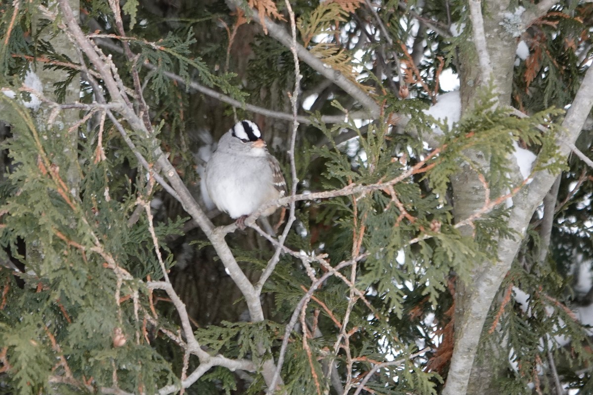 White-crowned Sparrow - ML646795314